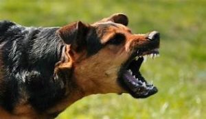 moustarah injury lawyers dog bites