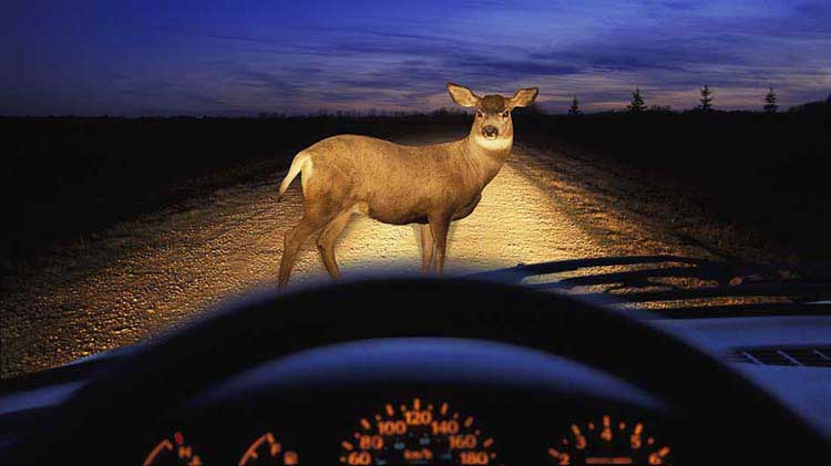 I Was Driving And Hit A Deer. Can I Sue? What If I Was A Passenger In A Vehicle That Hit A Deer!